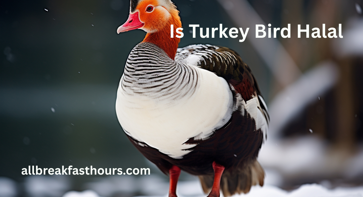 Is Turkey Bird Halal